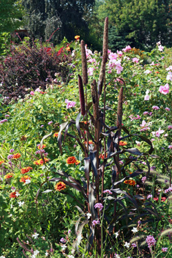 The dark foliage and tall form of Purple Majesty stands out among other ornamentals. 