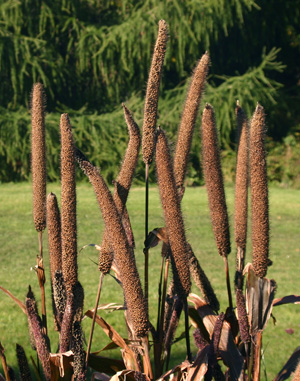 The flower spikes can be used as cut flowers or in dried arrangements.