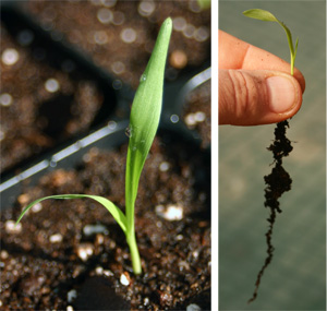 Purple Majesty seedlings start out green.