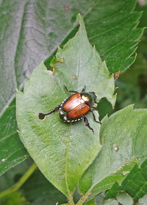 Virginia creeper has few pests, but will be fed on by Japanese beetle.