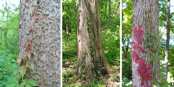 Virginia creeper frequently climbs trees.