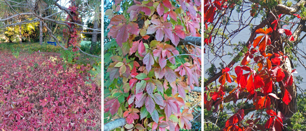 In the fall the foliage turns bright red or purple making the plants much more conspicuous than during the summer.