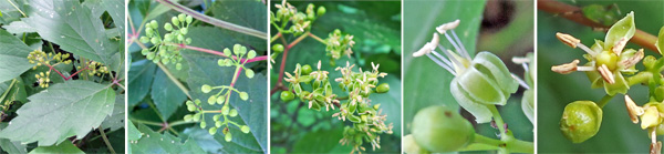 The inconspicuous flowers (C) are produced in wide clusters (L and LC), with greenish-white recurved petals and prominent stamens (RC and R).