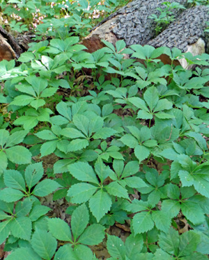 Virginia creeper has five-fingered leaves.