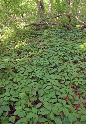 Virginia creeper is a common native woodland plant.