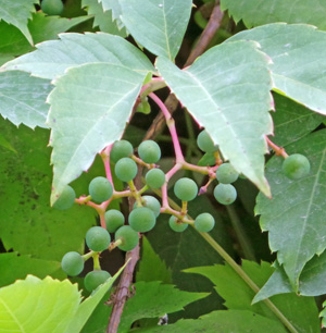 The berries mature from green to blue-black in late summer and persist on the vines.