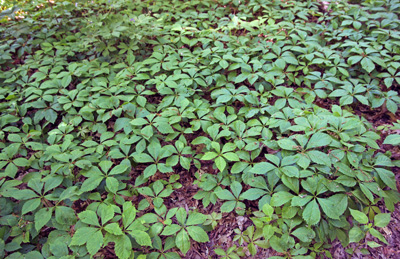 Virginia creeper grows prolifically.