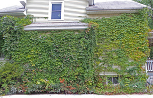 Virginia creeper will cover a building if allowed to.