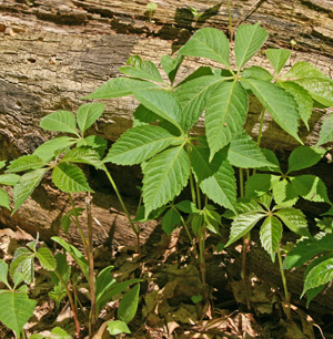 Virginia creeper is most vigorous in full sun but tolerates heavy shade.