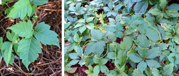 Poison ivy looks similar to Virginia creeper, but only has 3 leaflets and only a few teeth, if any.