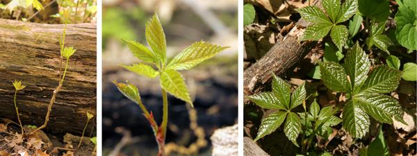 The new leaves are pale or bronzed (L and C), and glossy green (R) before maturing to a dull green.