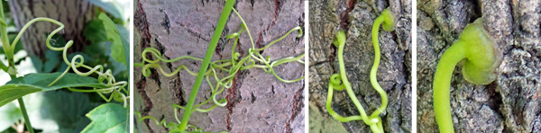 Virginia creeper has branched tendrils (L and LC) that cling with strong adhesive disks on the tips (RC and R).