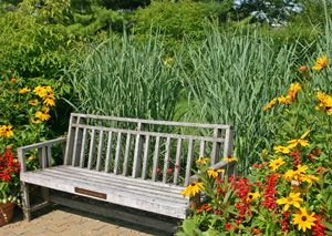 Dallas Blues creates a backdrop for a bench in a garden.