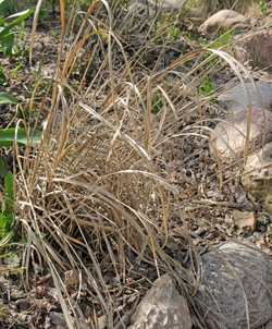 Old foliage should be cut back in spring before new growth appears.