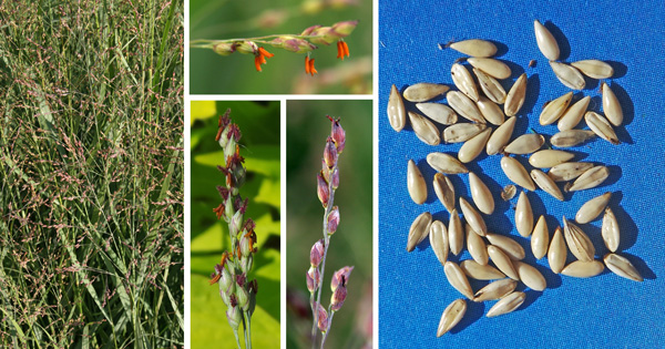 Switchgrass blooms in airy panicles (L), with inconsipicuous flowres with orange to burgundy anthers (C), followed by tear-drop shaped seeds (R).