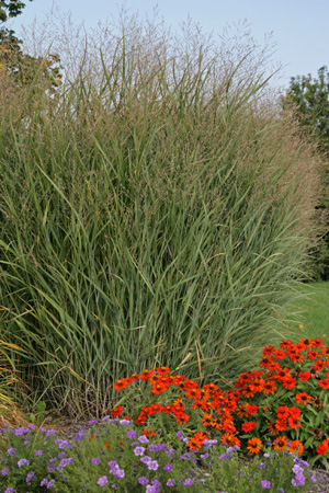 Ornamental cultivars tend to have a dense, columnar form.