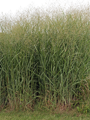 Switchgrass is a native prairie grass that adapts well to gardens.
