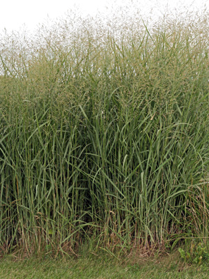 switchgrass seed head