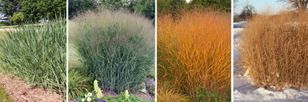 Cloud Nine Tall Switchgrass - Flowers And Bulbs