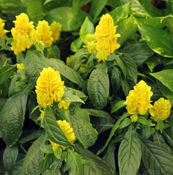 Blooming golden shrimp plant.