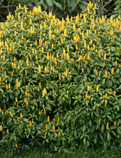 Golden shrimp plant grows 3-6 feet tall in warm climates.
