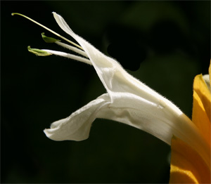 The actual flowers are white, two-lipped tubes that protrude from the bracts.