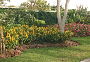 Golden shrimp plant is grown as a landscape perennial in the tropics, but can be used seasonally outdoors in the Midwest.