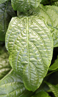 Golden shrimp plant has heavily-veined, dark green leaves.