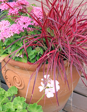 Fireworks grows weel in containers.