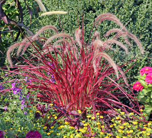 The bottle-brush-like inflorescences appear in mid- to late summer.