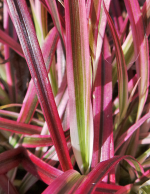 The narrow grass leaves are variegated in green, pink and red.