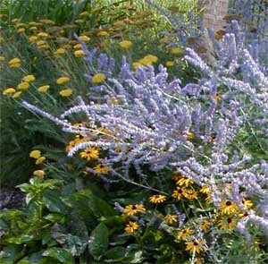Russian sage combines well with yellow flowers.