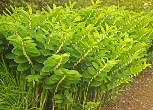 A clump of Solomons seal at RHS Garden Wisley.