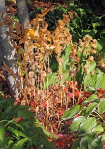 The foliage of Solomon’s seal turns yellow or brown in autumn.