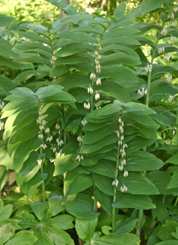 Solomons seal plants grow in partial shade.