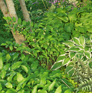 Solomons seals combine well with other shade-loving plants such as hostas.