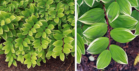 Polygonatum odoratum Variegatum