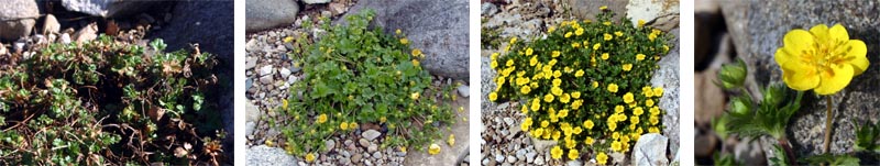 Potentilla neumanniana 'Nana' is a very low evergreen perennial with buttercup yellow flowers in early spring.