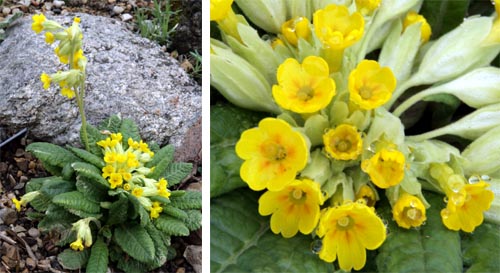 The yellow-flowering Primula veris.