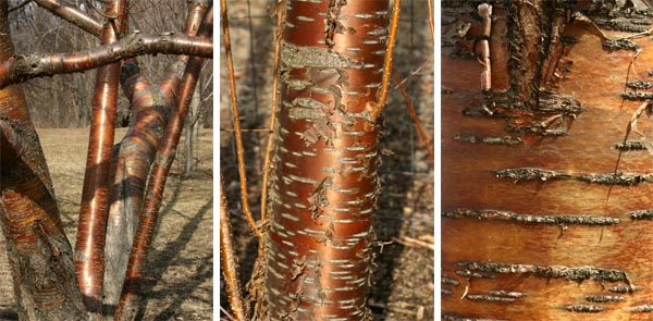 The beautiful bark of amur cherry is quite ornamental.