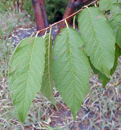 Amur cherry leaves.