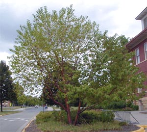 Prunus maackii is an attractive small tree for the north.