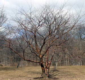 Amur cherry in winter.