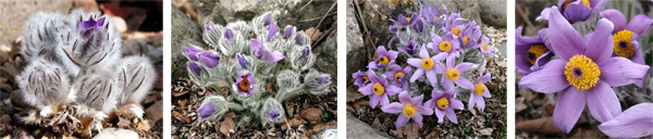 Pulsatilla halleri taurica in bud and in bloom in a rock garden.