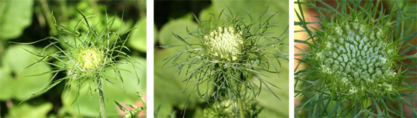 A Queen Anne's lace flower opens from a small bud.