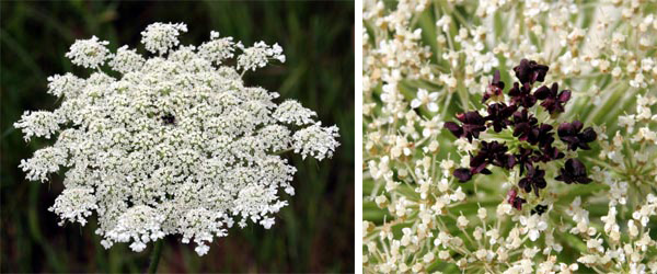 The Queen Anne's lace 