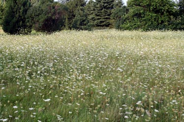 Queen Anne's Lace, Daucus carota – Wisconsin Horticulture