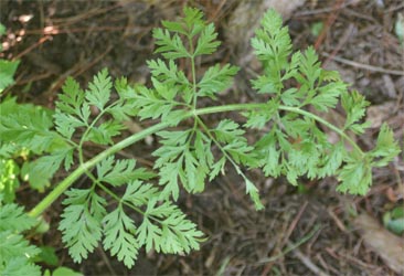 Leaf of the Queen Anne's lace plant.