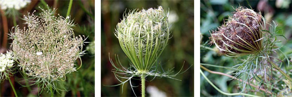 Wildflower: Queen Anne's Lace (Daucus carota), Allegheny Highlands Trail