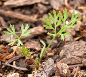 Seedling Daucus carota.